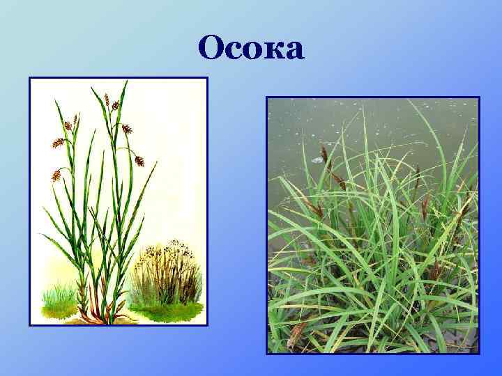 Осока 