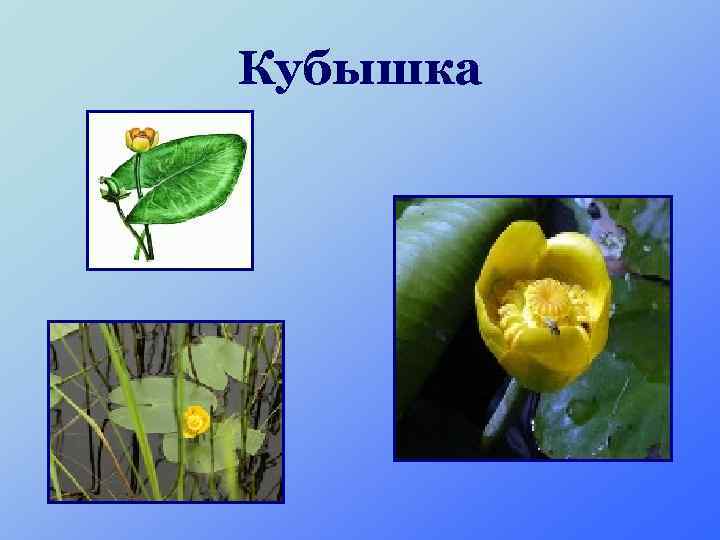 Кубышка 