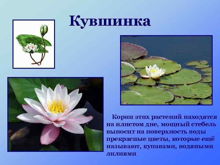 Кувшинка Корни этих растений находятся на илистом дне, мощный стебель выносит на поверхность воды