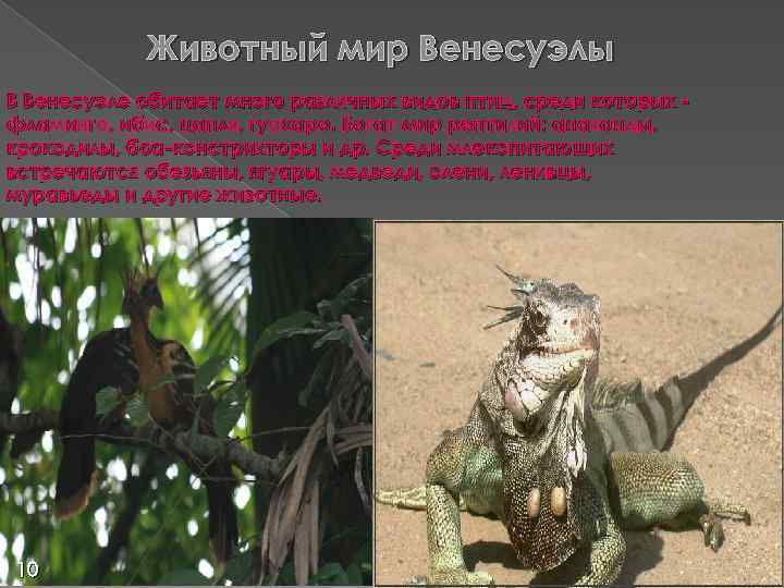 Животный мир Венесуэлы В Венесуэле обитает много различных видов птиц, среди которых фламинго, ибис,
