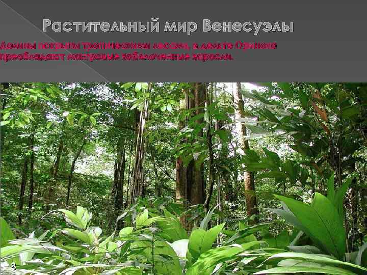 Растительный мир Венесуэлы Долины покрыты тропическими лесами, в дельте Ориноко преобладают мангровые заболоченные заросли.