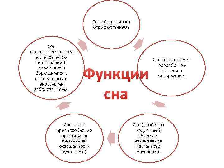 Сон обеспечивает отдых организма Сон восстанавливает им мунитет путём активизации Tлимфоцитов борющимися с простудными