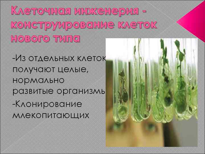 Клеточная инженерия конструирование клеток нового типа -Из отдельных клеток получают целые, нормально развитые организмы