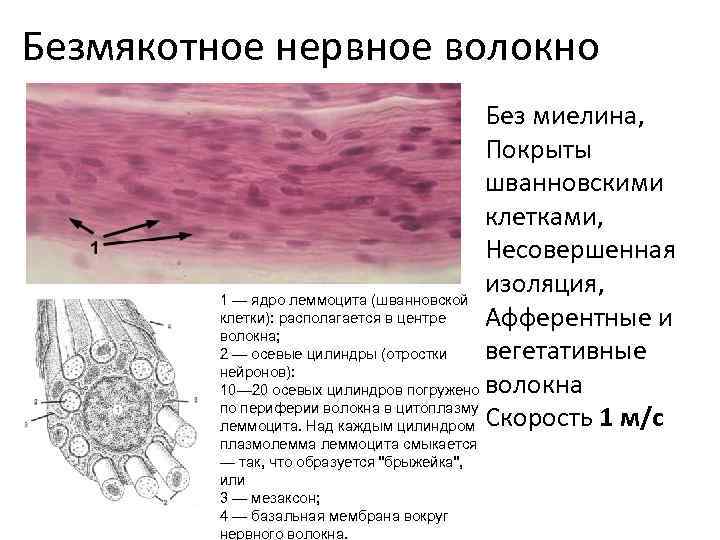 Безмиелиновые нервные волокна гистология рисунок