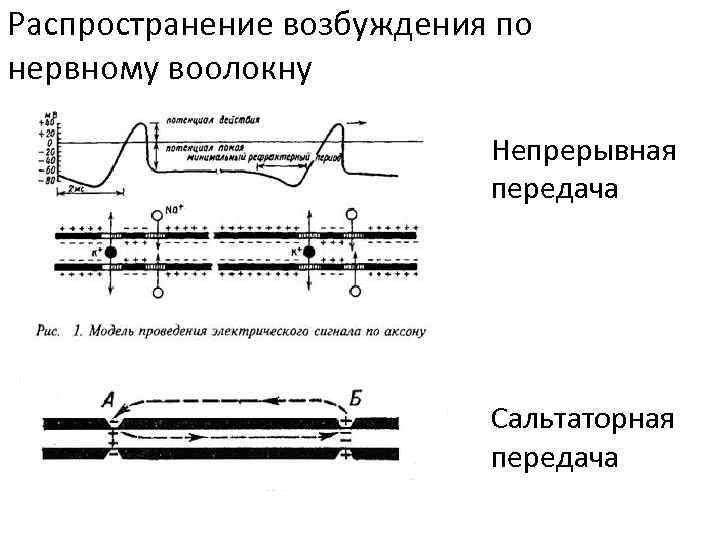 Распространение возбуждения по нервному воолокну Непрерывная передача Сальтаторная передача 