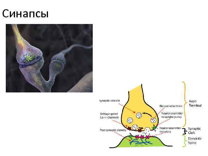 Строение синапса презентация
