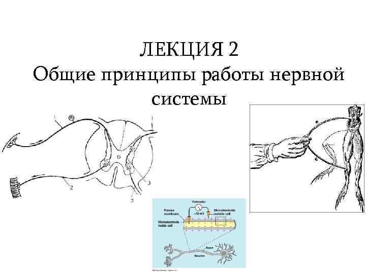 Нервная регуляция органа зрения. Нервная регуляция мочеиспускания. Нервная регуляция эмбриогенеза. Нервная регуляция углеводного обмена. Нервная регуляция эрекции по Шварцу.