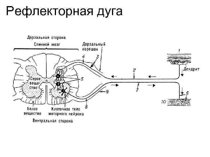 Рефлекторная дуга 