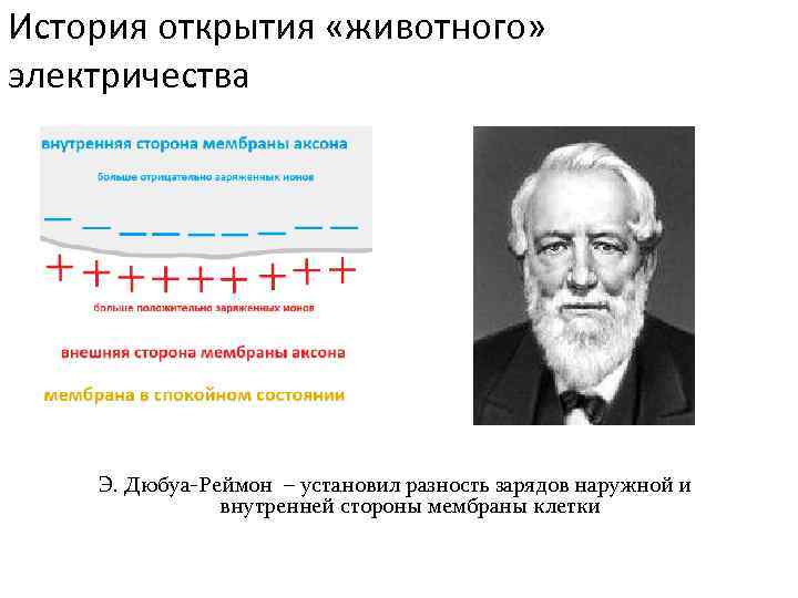 История открытия «животного» электричества Э. Дюбуа-Реймон – установил разность зарядов наружной и внутренней стороны
