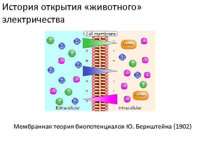 История открытия «животного» электричества Мембранная теория биопотенциалов Ю. Бернштейна (1902) 