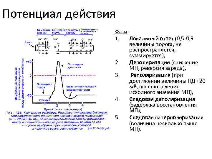Потенциал действия Фазы: 1. Локальный ответ (0, 5 -0, 9 2. 3. 4. 5.