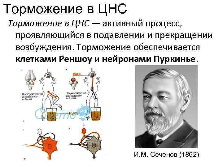 Торможение в ЦНС — активный процесс, проявляющийся в подавлении и прекращении возбуждения. Торможение обеспечивается