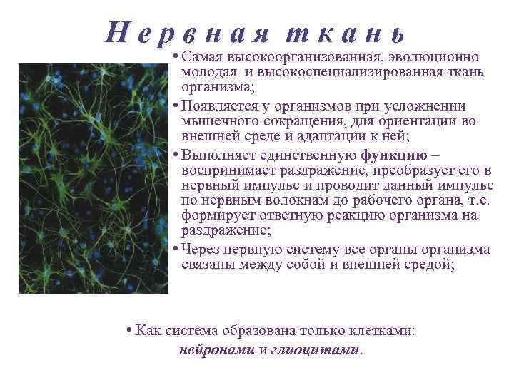 Нервная ткань • Самая высокоорганизованная, эволюционно молодая и высокоспециализированная ткань организма; • Появляется у