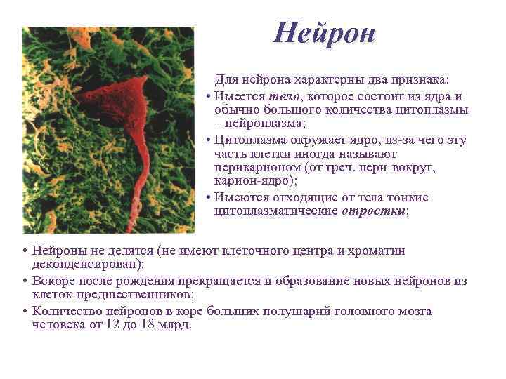 Нейрон Для нейрона характерны два признака: • Имеется тело, которое состоит из ядра и