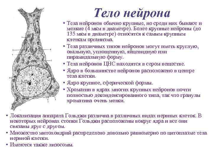 Тело нейрона • Тела нейронов обычно крупные, но среди них бывают и мелкие (4