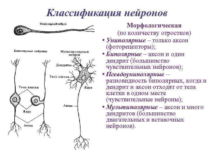 Псевдоуниполярный нейрон обозначен на рисунке буквой