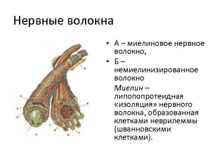 Нервные волокна • А – миелиновое нервное волокно, • Б– немиелинизированное волокно Миелин –