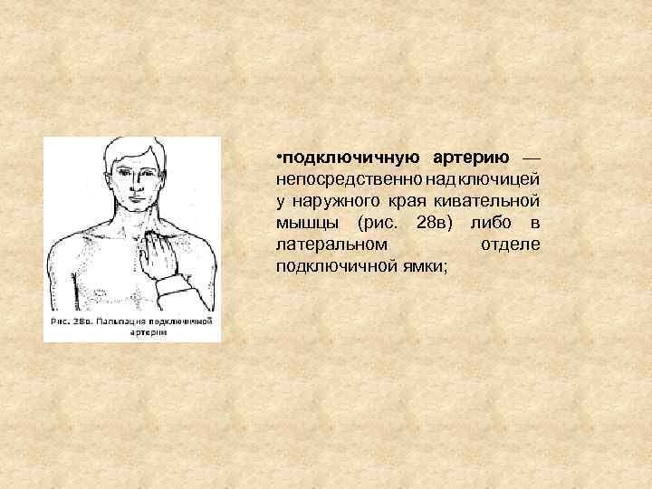  • подключичную артерию — непосредственно над ключицей у наружного края кивательной мышцы (рис.