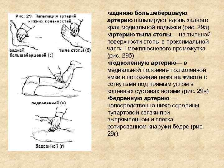 Пульсация на бедренной. Измерение пульса в тыла стопы артерии. Тыльная артерия стопы пульс. Пульсация артерий тыла стопы. Пальпация пульса на артериях стопы.