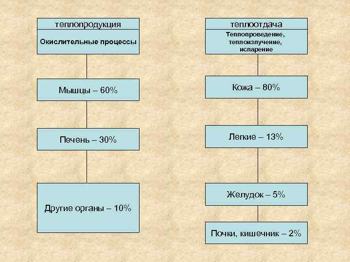 теплопродукция теплоотдача Окислительные процессы Теплопроведение, теплоизлучение, испарение Мышцы – 60% Кожа – 80% Печень