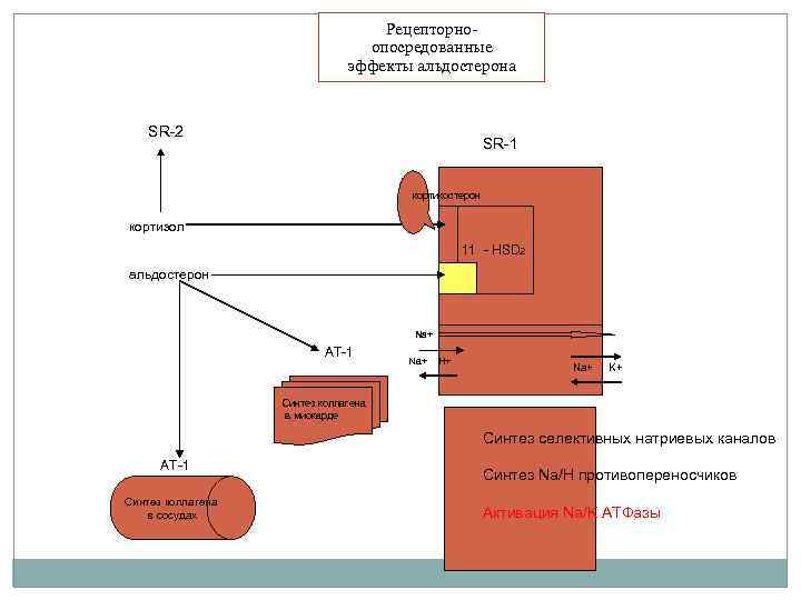 Рецепторноопосредованные эффекты альдостерона SR-2 SR-1 кортикостерон кортизол 11 - HSD 2 альдостерон Na+ АТ-1