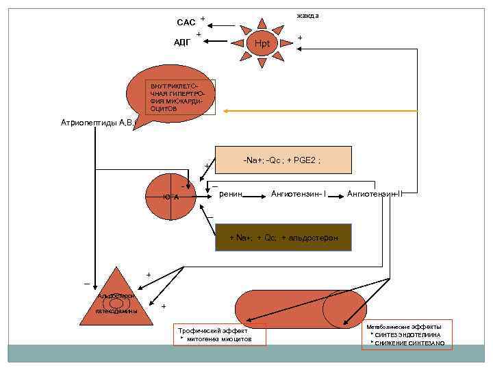 жажда САС + АДГ + Hpt + ВНУТРИКЛЕТОЧНАЯ ГИПЕРТРОФИЯ МИОКАРДИОЦИТОВ Атриопептиды А, В, С