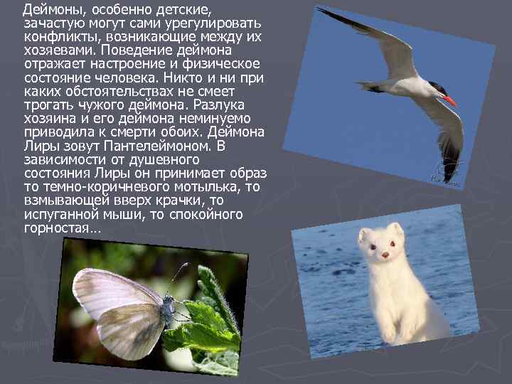 Деймоны, особенно детские, зачастую могут сами урегулировать конфликты, возникающие между их хозяевами. Поведение деймона