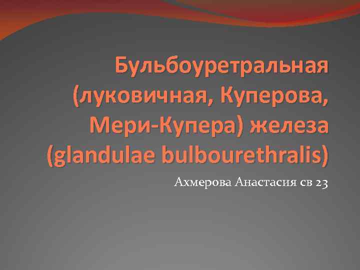 Бульбоуретральная (луковичная, Куперова, Мери-Купера) железа (glandulae bulbourethralis) Ахмерова Анастасия св 23 