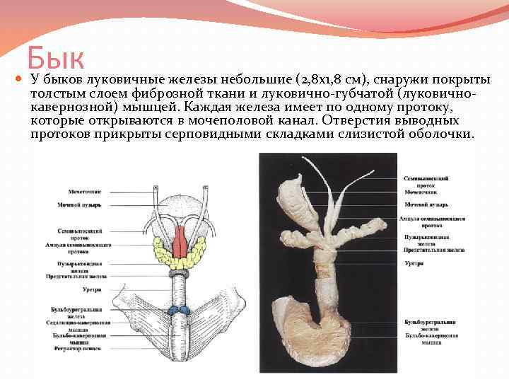 Бык У быков луковичные железы небольшие (2, 8 x 1, 8 см), снаружи покрыты