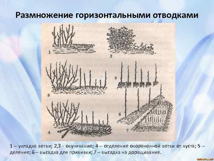 Какой способ вегетативного размножения показан на рисунке усами прививкой