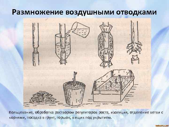 Размножение воздушными отводками Кольцевание, обработка раствором регуляторов роста, изоляция, отделение ветви с корнями, посадка