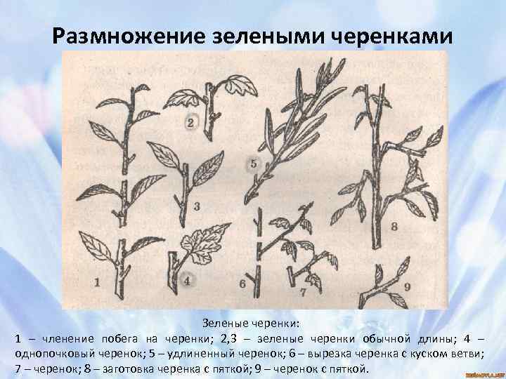 Размножение зелеными черенками Зеленые черенки: 1 – членение побега на черенки; 2, 3 –