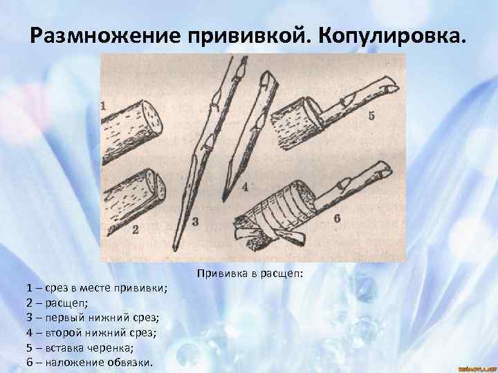 Размножение прививкой. Копулировка. 1 – срез в месте прививки; 2 – расщеп; 3 –