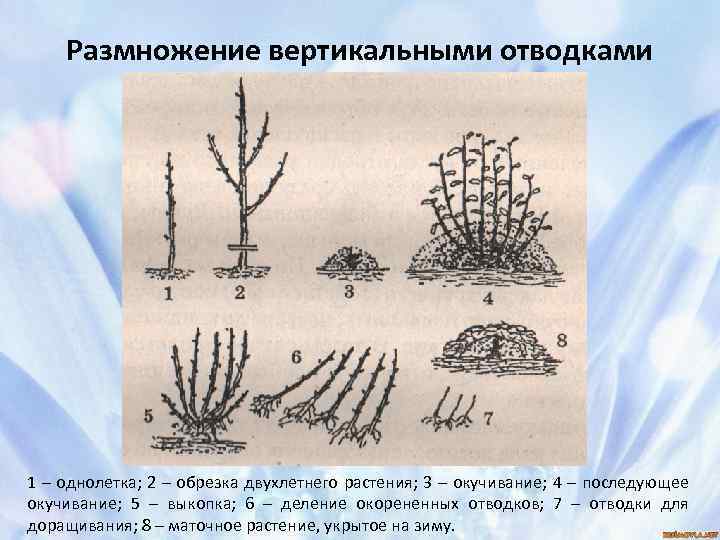 Размножение вертикальными отводками 1 – однолетка; 2 – обрезка двухлетнего растения; 3 – окучивание;