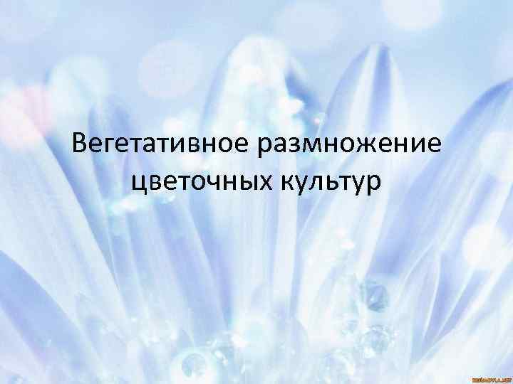 Вегетативное размножение цветочных культур 