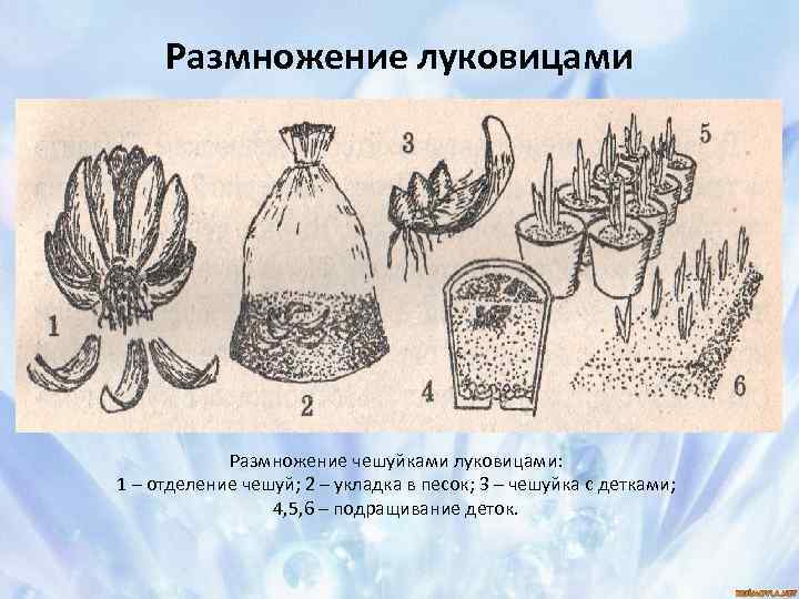 Размножение луковицами Размножение чешуйками луковицами: 1 – отделение чешуй; 2 – укладка в песок;