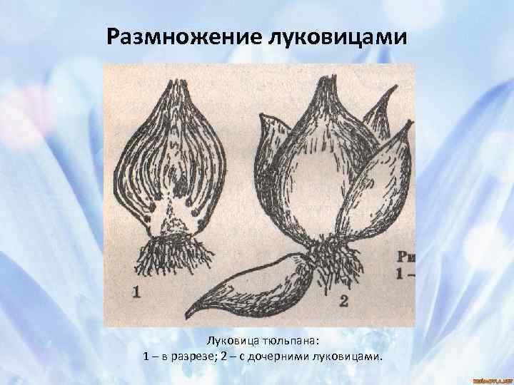 Размножение луковицами Луковица тюльпана: 1 – в разрезе; 2 – с дочерними луковицами. 