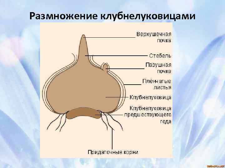 Размножение клубнелуковицами 