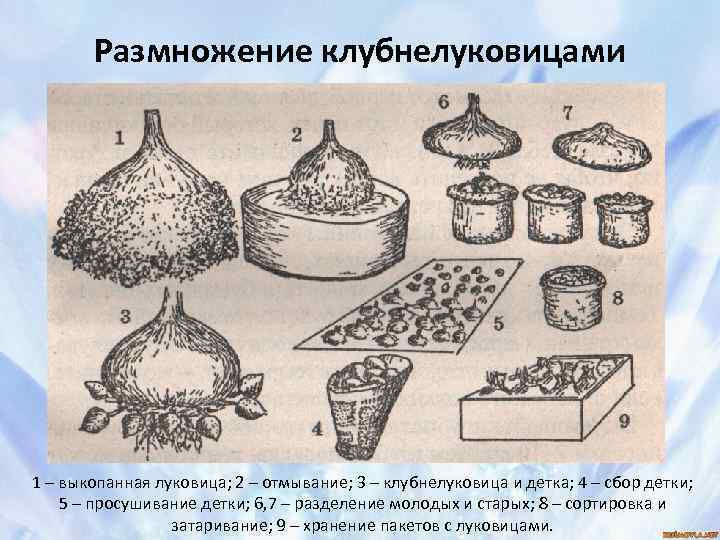 Размножение клубнелуковицами 1 – выкопанная луковица; 2 – отмывание; 3 – клубнелуковица и детка;