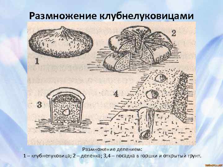 Размножение клубнелуковицами Размножение делением: 1 – клубнелуковица; 2 – деленка; 3, 4 – посадка