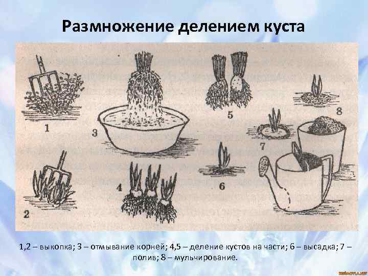 Размножение делением куста 1, 2 – выкопка; 3 – отмывание корней; 4, 5 –