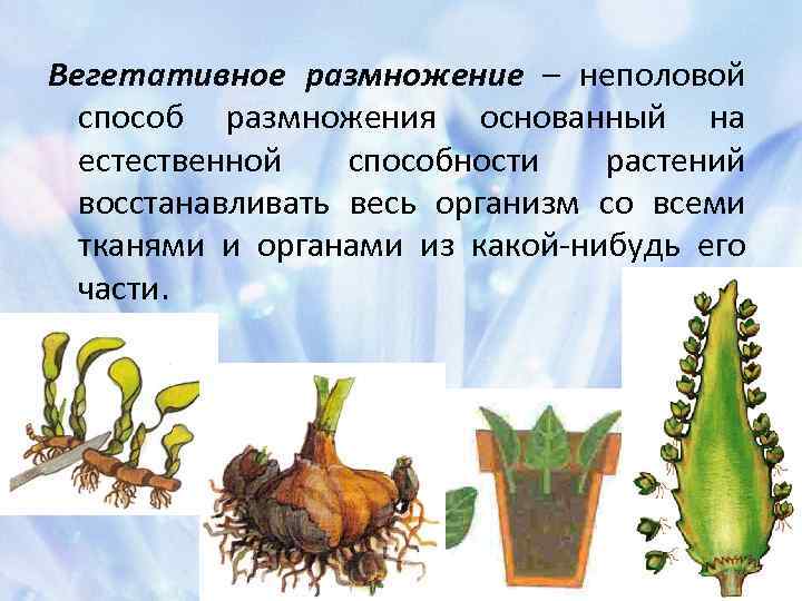 Вегетативное размножение – неполовой способ размножения основанный на естественной способности растений восстанавливать весь организм