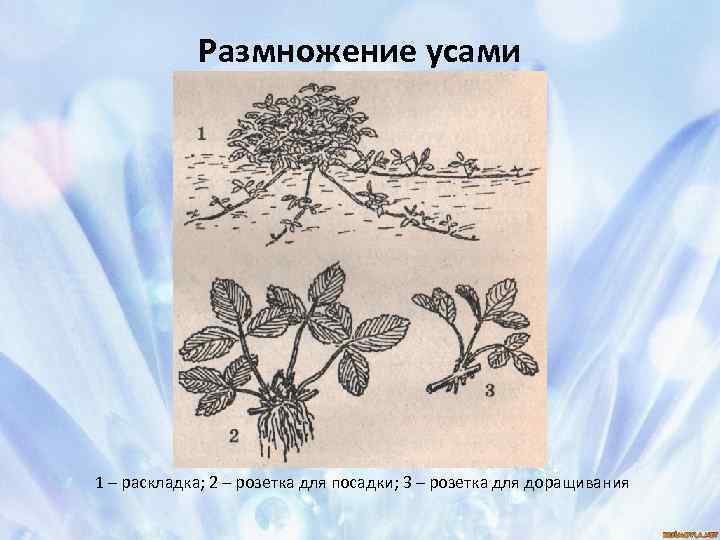 Размножение усами 1 – раскладка; 2 – розетка для посадки; 3 – розетка для