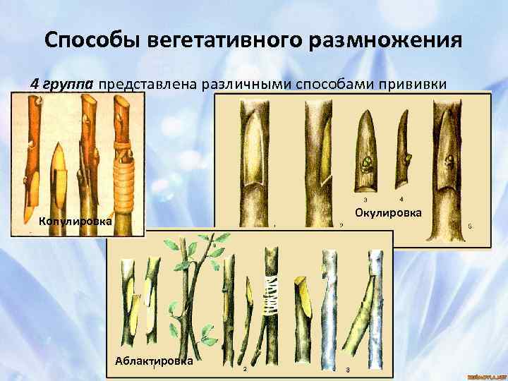 Способы вегетативного размножения 4 группа представлена различными способами прививки Окулировка Копулировка Аблактировка 