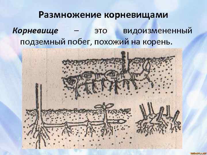 Размножение корневищами Корневище – это видоизмененный подземный побег, похожий на корень. 