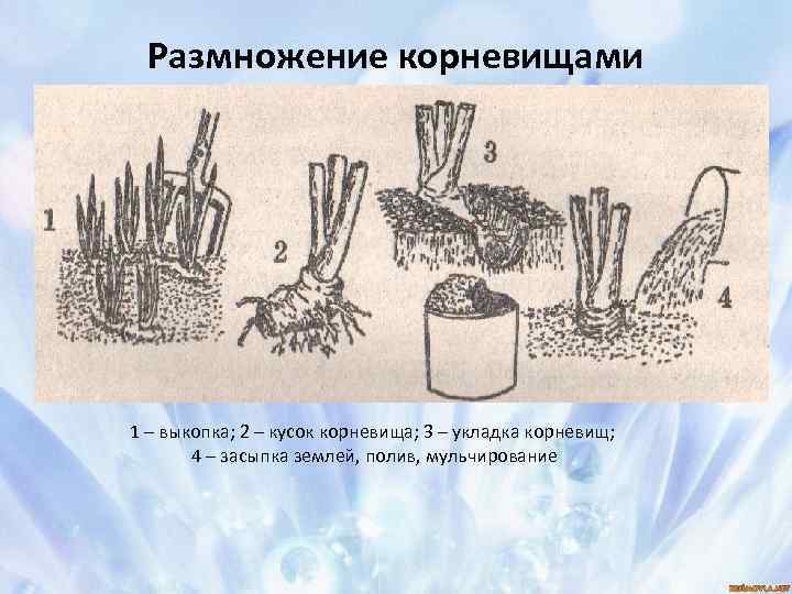 Размножение корневищами 1 – выкопка; 2 – кусок корневища; 3 – укладка корневищ; 4