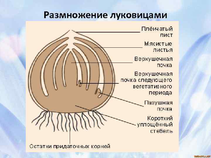 Размножение луковицами 1 – выкопка; 2 – кусок корневища; 3 – укладка корневищ; 4