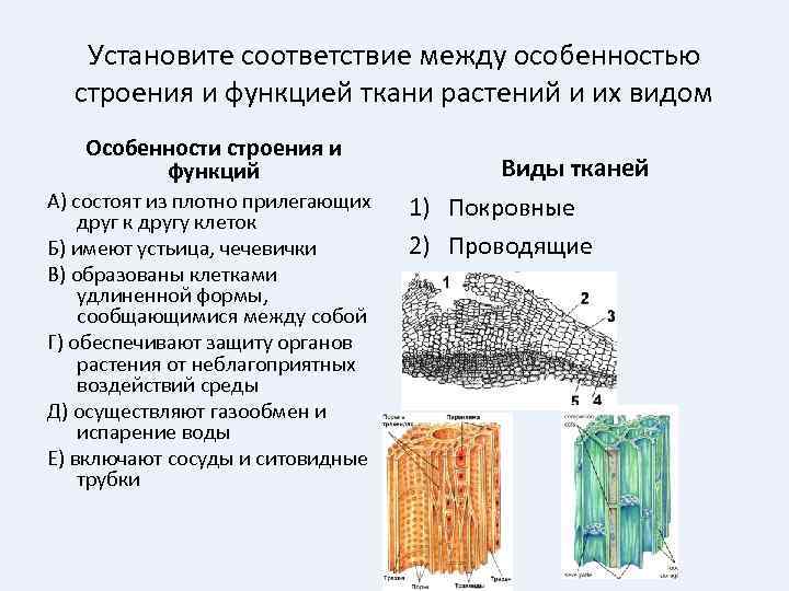 Установите соответствие между особенностью строения и функцией ткани растений и их видом Особенности строения