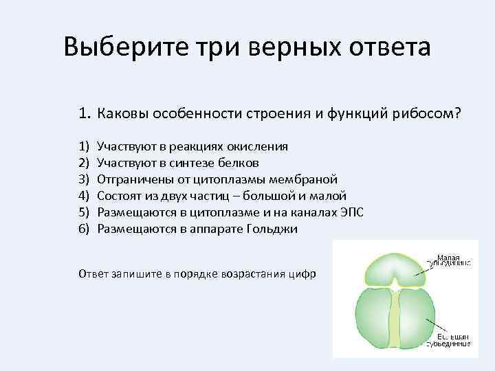 Выберите три верных ответа 1. Каковы особенности строения и функций рибосом? 1) 2) 3)