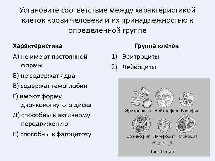 Установите соответствие между характеристикой клеток крови человека и их принадлежностью к определенной группе Характеристика